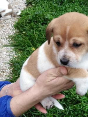 cuccioli regalo lazio|Gatti da Adottare in Lazio .